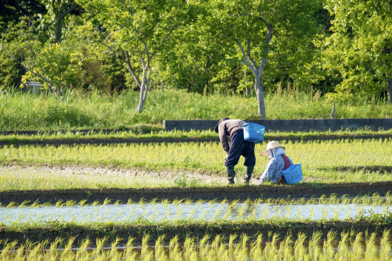 田んぼで作業する地域の風景